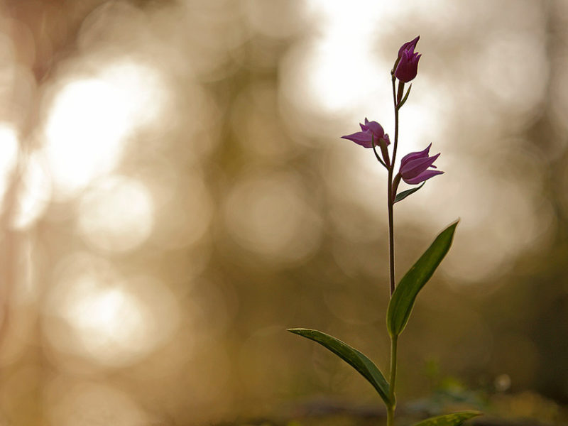 Cephalantera rubra è un'orchidea elegante e bellissima che fiorisce nel cuore dell’estate all’ombra dei faggi.