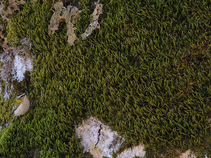 Il grande tronco di un faggio secolare diventa terreno di caccia per una minuscola femmina di fiorrancino (Regulus ignicapillus), tra i più piccoli uccelli d’Europa, alla ricerca di invertebrati tra i muschi e i licheni cresciuti sulla sua corteccia.