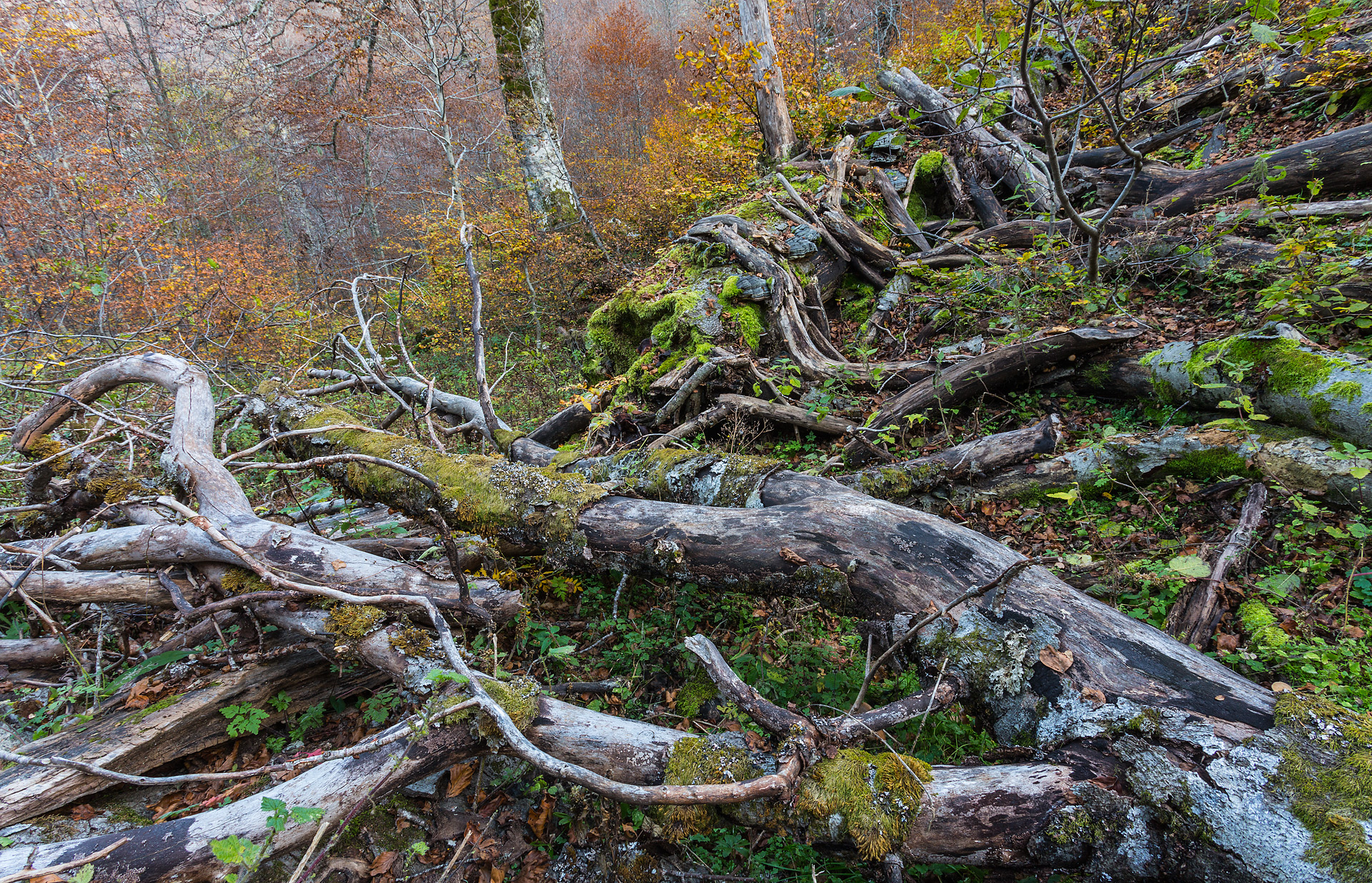 Gran parte dell'anidride carbonica immagazzinata all'interno di un grande albero durante la sua lunga vita rimane intrappolata nelle cellule di legno morto, che vengono via via "sotterate" in profondità dagli organi decompositori. Ciò permette il suo "stoccaggio" nella porzione inerte del terreno e evita che la CO2 venga nuovamente liberata nell'atmosfera.