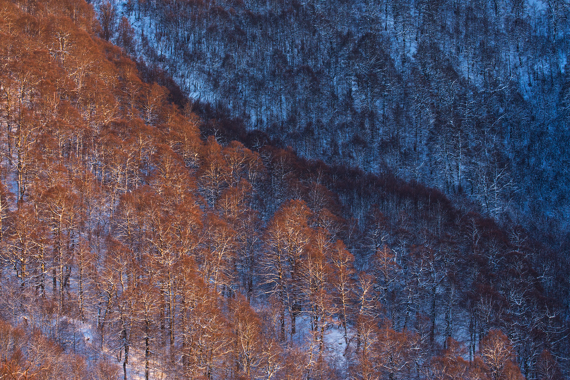 La protezione delle nostre foreste non è solo una scelta dettata da valori puramente scientifici o estetici, ma di fatto essenziale per la nostra stessa sopravvivenza!